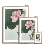 Blooming Lotus Flowers Framed & Mounted Print