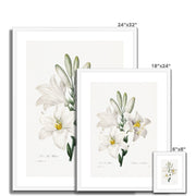 Madonna Lily from Choix des plus belles fleurs Framed & Mounted Print
