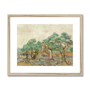 The Olive Orchard (1889) Framed & Mounted Print