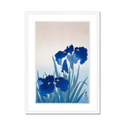 Iris flowers Framed & Mounted Print