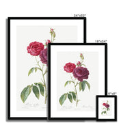 Purple French Rose, Rosa gallica purpuro-violacea magna from Les Roses Framed & Mounted Print
