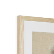 Study of White Daisy, Chamomile Stem with Two Petals, and a Chamomile Petal Framed & Mounted Print