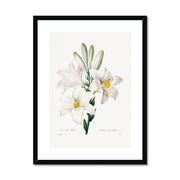 Madonna Lily from Choix des plus belles fleurs Framed & Mounted Print