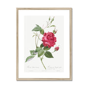 Blood-Red Bengal Rose, Rosa indica cruneta from Les Roses Framed & Mounted Print