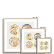 Flower Studies (Four Designs for Circular Ornaments) Framed & Mounted Print