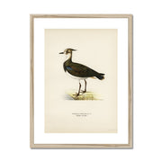 Nortnern lapwing Framed & Mounted Print