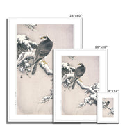 Goshawk on Snow-covered Pine Bough Framed & Mounted Print