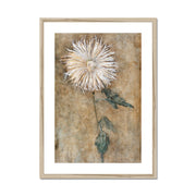 Chrysanthemum Framed & Mounted Print