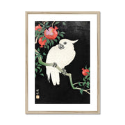 Cockatoo and Pomegranate Framed & Mounted Print