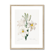 Madonna Lily from Choix des plus belles fleurs Framed & Mounted Print