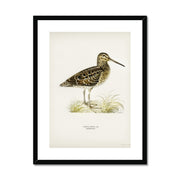 Great snipe Framed & Mounted Print