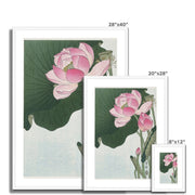 Blooming Lotus Flowers Framed & Mounted Print