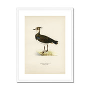 Nortnern lapwing Framed & Mounted Print