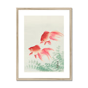 Two Veil Goldfish Framed & Mounted Print