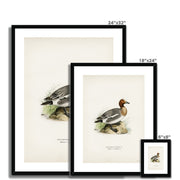 Eurasian wigeon Framed & Mounted Print
