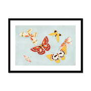 Japanese butterfly: Cho senshu (One Thousand Butterflies) Framed & Mounted Print