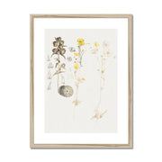 Buttercups, Mt. Desert Framed & Mounted Print