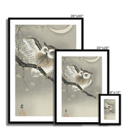 Long-Eared Owl in Ginkgo Framed & Mounted Print