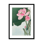 Blooming Lotus Flowers Framed & Mounted Print