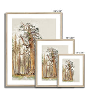 Oak and Evergreen Framed & Mounted Print