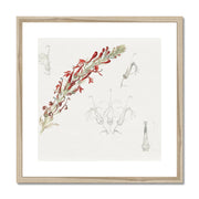 Cardinal Flower Framed & Mounted Print