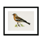 Chaffinch male Framed & Mounted Print