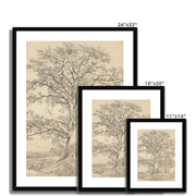 A Great Oak Tree Framed & Mounted Print