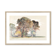 The Pine Trees of El Monte, California Framed & Mounted Print
