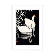 White Chinese Geese Swimming by Reeds Framed & Mounted Print