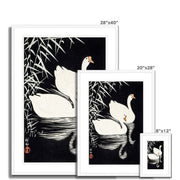 White Chinese Geese Swimming by Reeds Framed & Mounted Print
