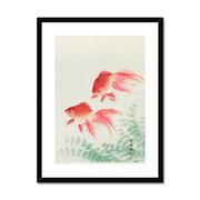 Two Veil Goldfish Framed & Mounted Print