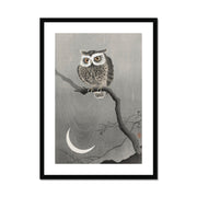 Long-Eared Owl on Bare Tree Branch Framed & Mounted Print