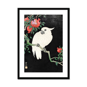 Cockatoo and Pomegranate Framed & Mounted Print