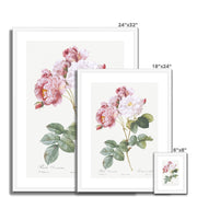Rosa × damascena, Rosebush (Rosa damascena) from Les Roses Framed & Mounted Print