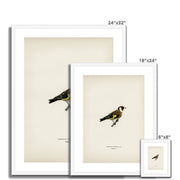 European Goldfinch Framed & Mounted Print