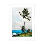 Palm Tree, Nassau Framed & Mounted Print