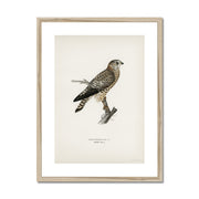 Merlin female Framed & Mounted Print