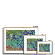 Irises Framed & Mounted Print