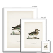 Teal Framed & Mounted Print