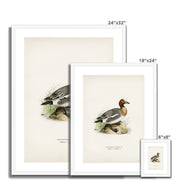 Eurasian wigeon Framed & Mounted Print