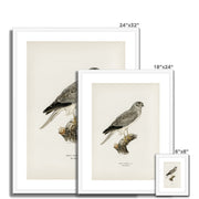 Hen Harrier male Framed & Mounted Print