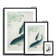 Carp or Koi Framed & Mounted Print