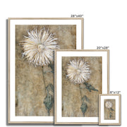 Chrysanthemum Framed & Mounted Print