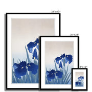 Iris flowers Framed & Mounted Print