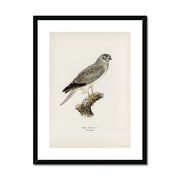 Hen Harrier male Framed & Mounted Print