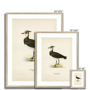 Nortnern lapwing Framed & Mounted Print