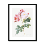 Rosa × damascena, Rosebush (Rosa damascena) from Les Roses Framed & Mounted Print