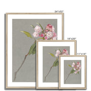 A Bough of Mountain Laurel with Leaves and Blossoms Framed & Mounted Print