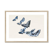 Japanese butterfly: Cho senshu (One Thousand Butterflies) 1 Framed & Mounted Print