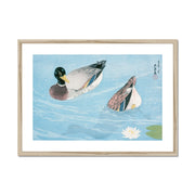 Ducks Framed & Mounted Print